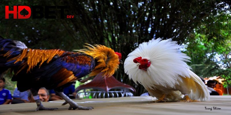 Đấu trường đá gà kịch tính, chỉ dành cho người gan dạ